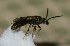 Lasioglossum bruneri