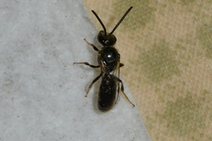 Lasioglossum bruneri