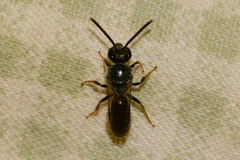 Lasioglossum bruneri