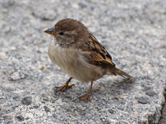 Passer domesticus