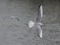 Chroicocephalus ridibundus
