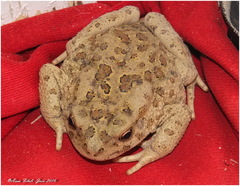 Sclerophrys mauritanica