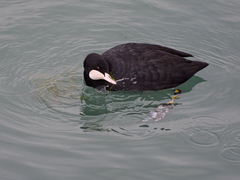 Fulica atra