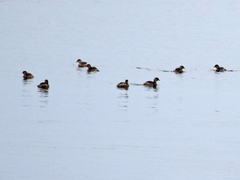 Tachybaptus ruficollis