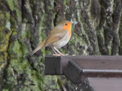 Erithacus rubecula