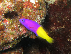 Bicoloured Dottyback photo 2