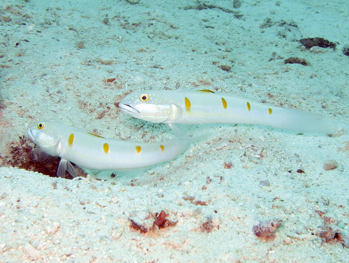 Decorated sandgoby (Valenciennea decora) — Gobiidae — 5
