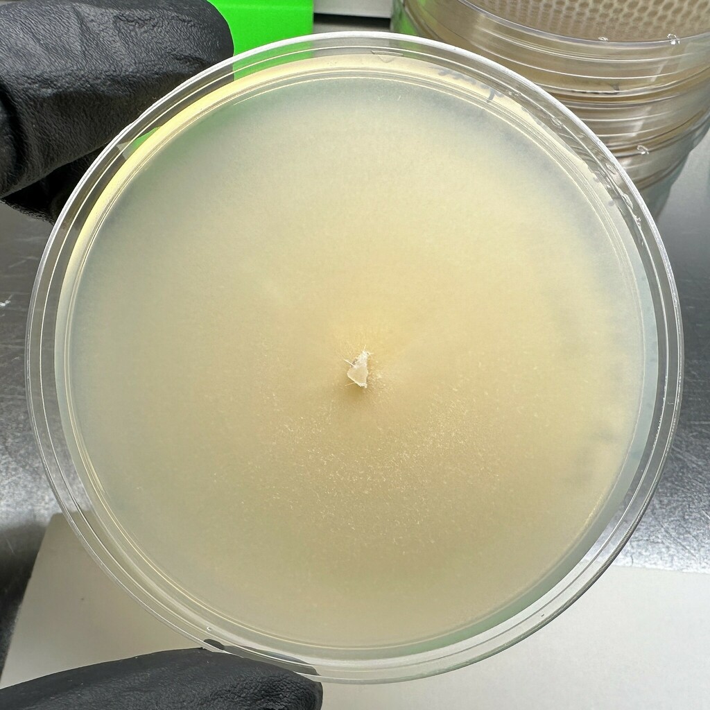 Sarocladiaceae