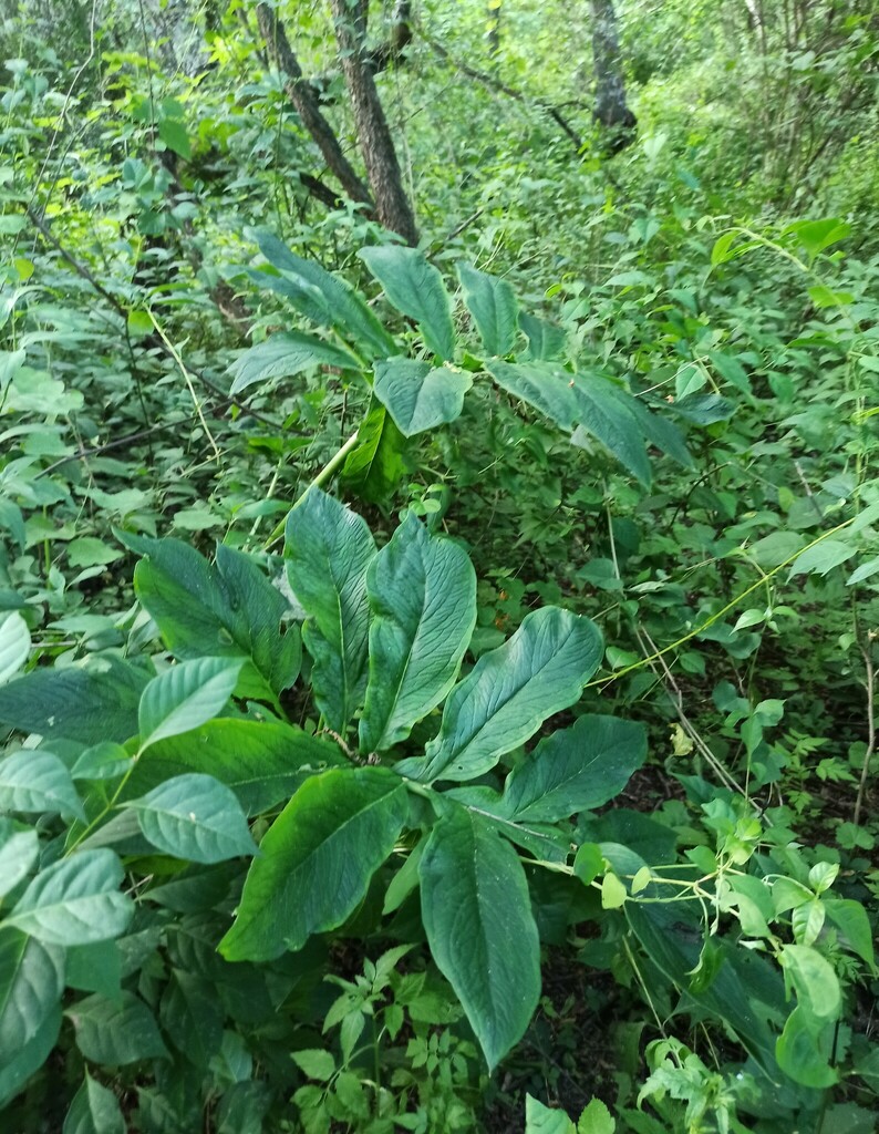 Gorgonidium
