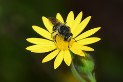 Colletes simulans miamiensis