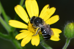 Colletes simulans miamiensis