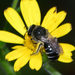 Florida Spine-shouldered Cellophane Bee - Photo (c) Royal Tyler, some rights reserved (CC BY-NC-SA), uploaded by Royal Tyler
