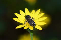 Colletes simulans miamiensis