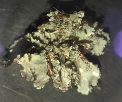 Parmotrema hypoleucinum