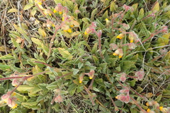 Hermannia decumbens