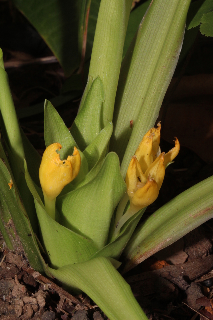 Goeppertia panamensis