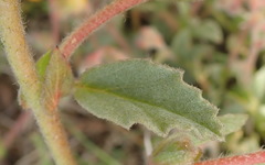 Hermannia decumbens