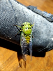 Dorisiana amoena image