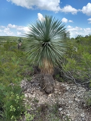 Yucca rostrata