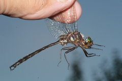 Somatochlora tenebrosa