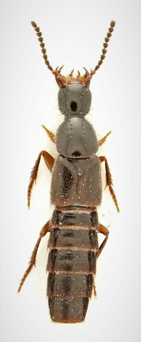 Staph beetle
