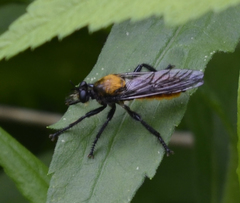 Laphria sericea