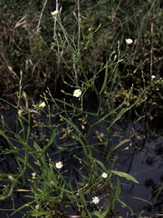 Symphyotrichum expansum