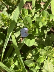 Chaparral Sage (Justicia petiolaris)
