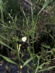 Symphyotrichum expansum