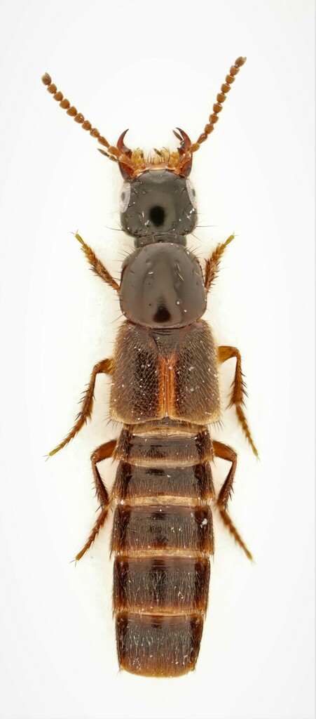 Rove beetle