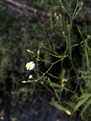 Symphyotrichum expansum