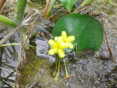 Nymphoides fallax