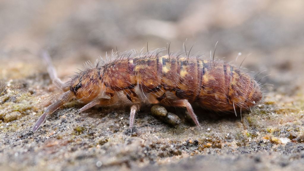 Isotoma viridis