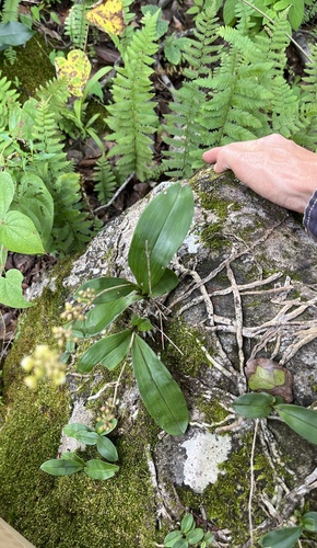 yellow helmet orchid