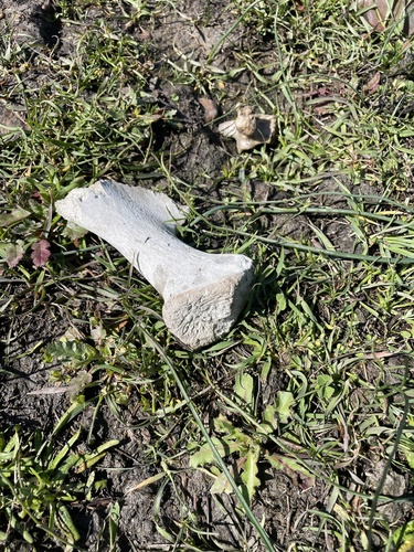 iNaturalist observation photo of Vertebrates