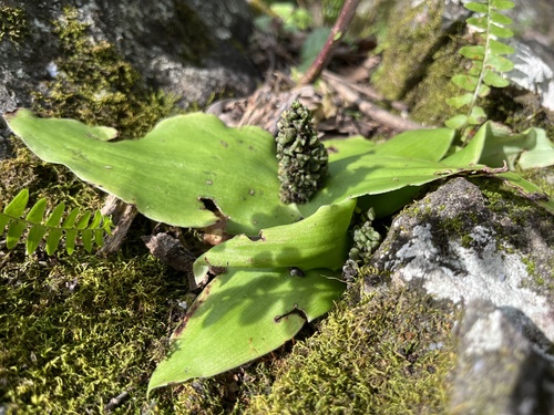 Chlorophytum pusillum