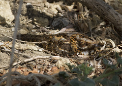 Caprimulgus ruficollis