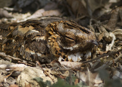 Caprimulgus ruficollis
