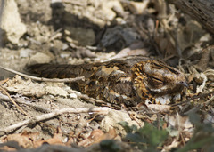 Caprimulgus ruficollis
