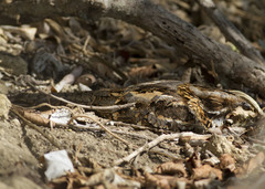 Caprimulgus ruficollis