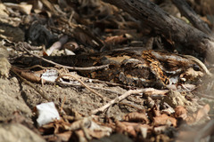 Caprimulgus ruficollis
