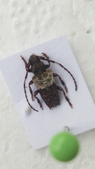 Pogonocherus hispidulus