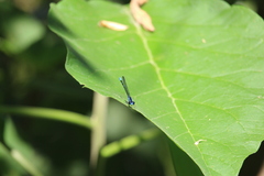 Argia oculata image