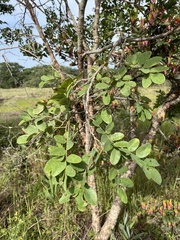 Image of Agelanthus subulatus