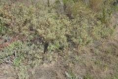 Hermannia lavandulifolia