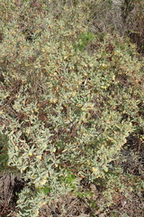 Hermannia lavandulifolia