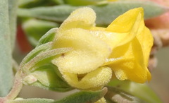 Hermannia lavandulifolia