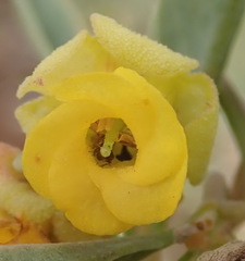 Hermannia lavandulifolia