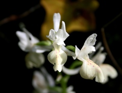Orchis provincialis