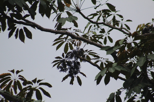 Image of Didymopanax morototoni by (c) GERMAN LEONEL SARMIENTO CRUZ, some rights reserved (CC BY)